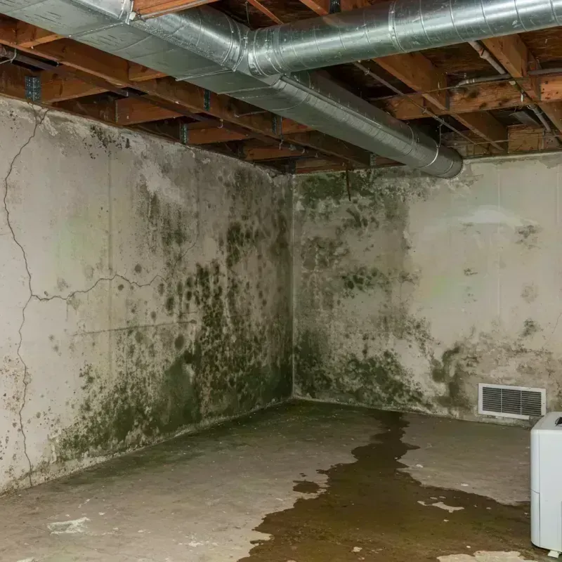 Professional Mold Removal in Washington, IL